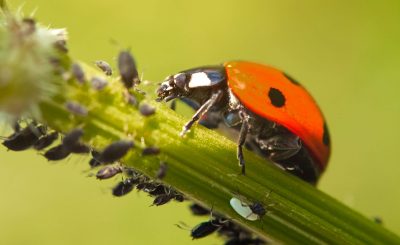 Biocontrôle